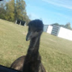 Meet your Posher, Joe mann